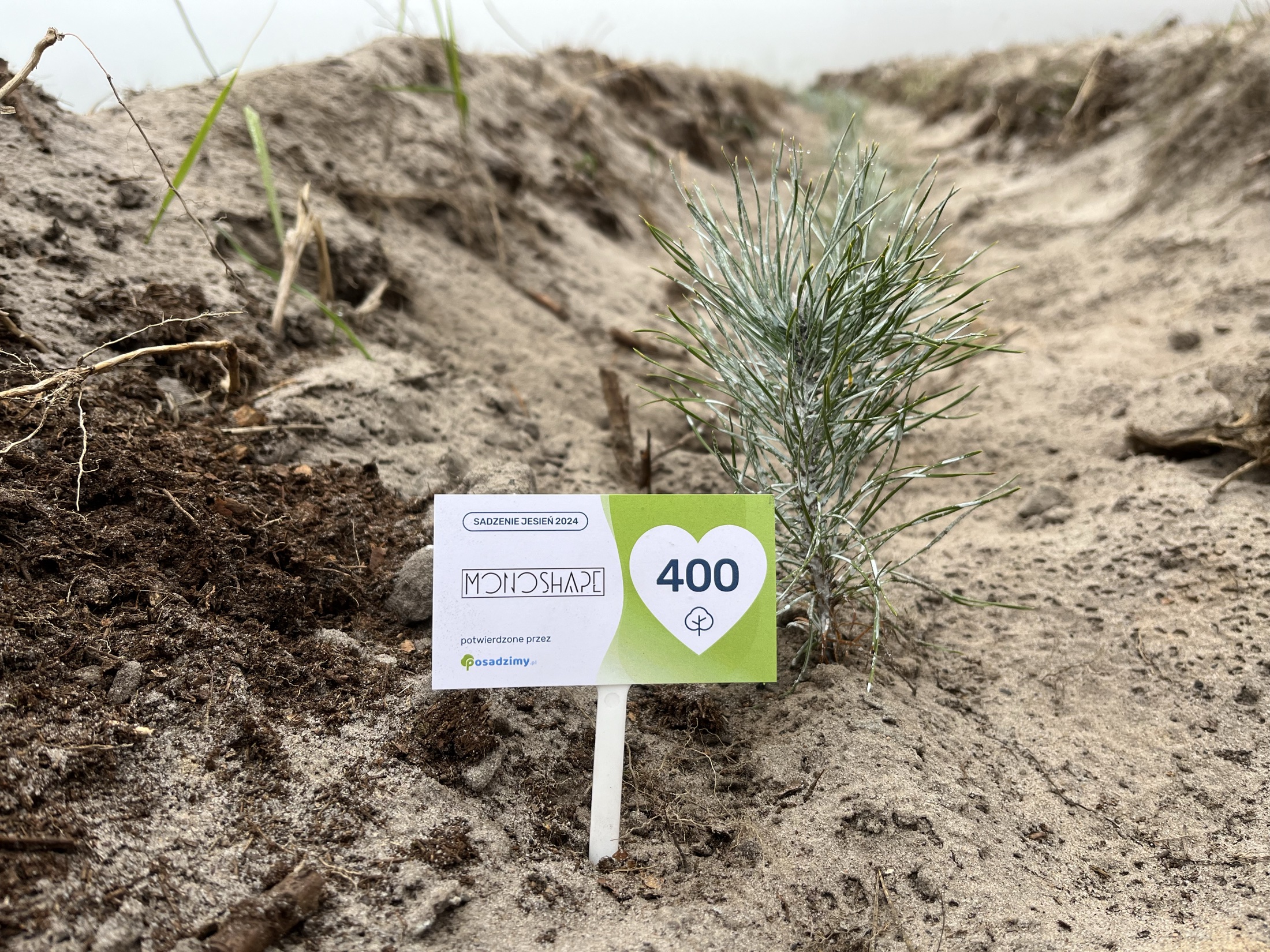 MONOSHAPE planting marker beside a newly planted tree